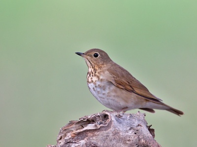 Hermit Thrush