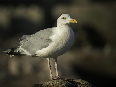 Herring Gull