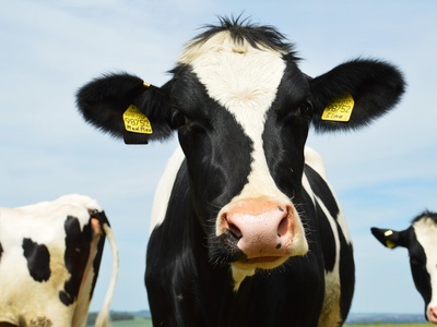 Holstein (cattle breed)