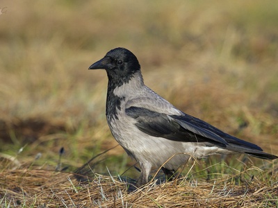 Hooded crow