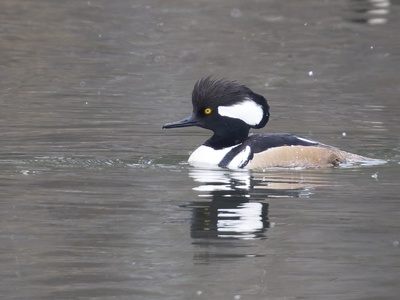 Hooded Merganser