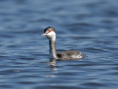 Horned Grebe