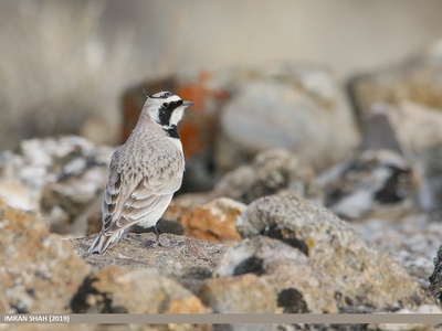 Horned Lark