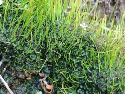 Hornwort