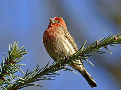 House Finch