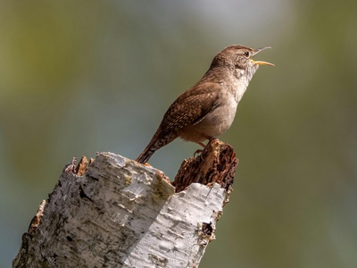 House Wren