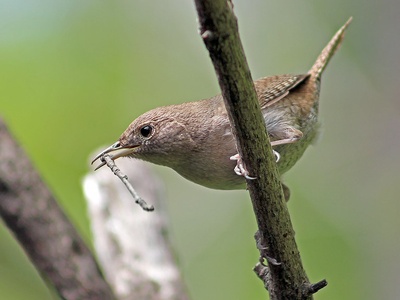 House Wren