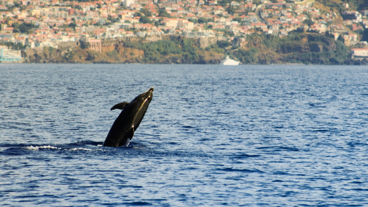 Conservationists surveying coastal waters to monitor dolphin populations