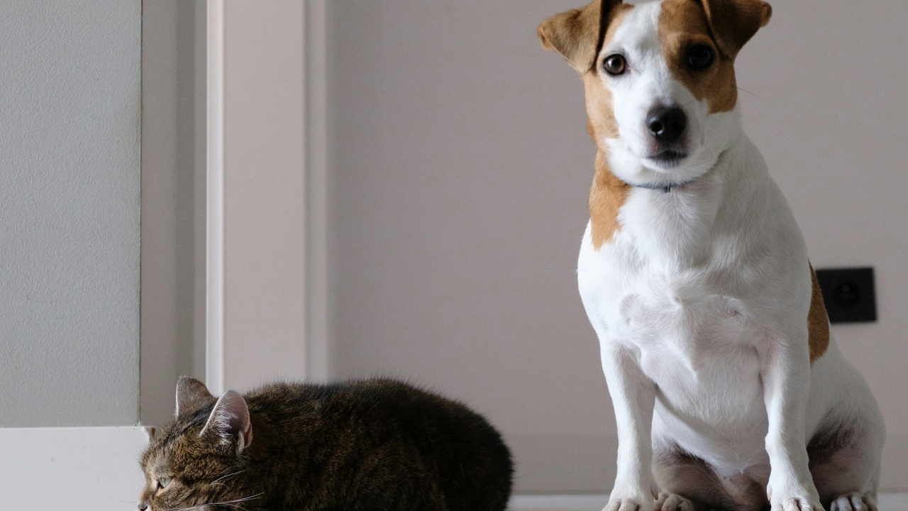 Domesticated animals and human interactions: foxes, dogs, and pastoral scenes illustrating domestication and conflict