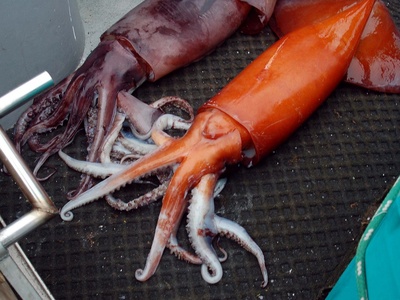 Humboldt squid