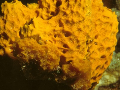 Hydrogen sulfide oxidation to sulfur