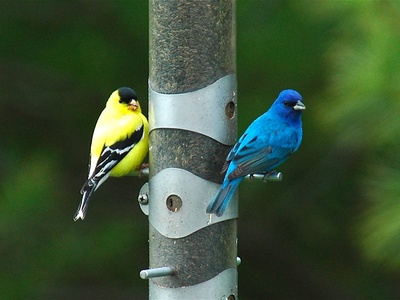 Indigo Bunting