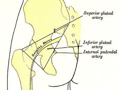 Inferior gluteal artery