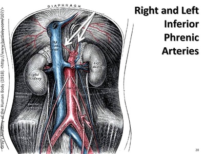 Inferior phrenic artery