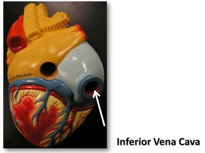 Inferior vena cava