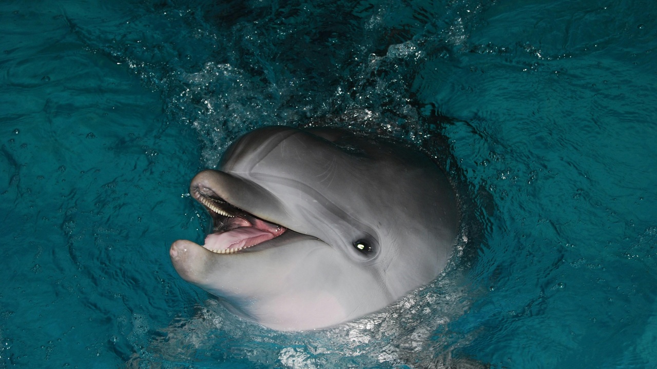 Dolphin producing vocalizations and using echolocation in open water