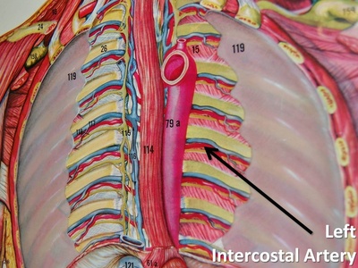 Intercostal arteries