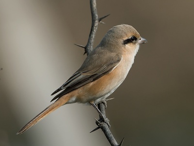 Isabelline Shrike