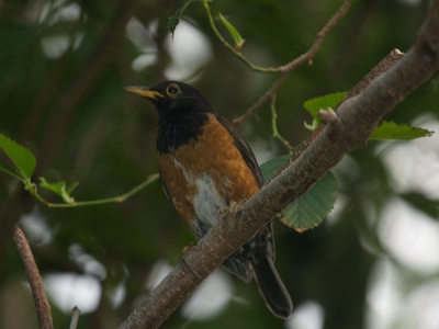 Izu Thrush
