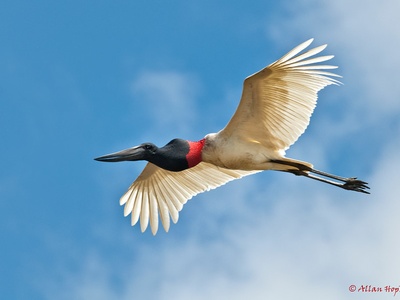 Jabiru