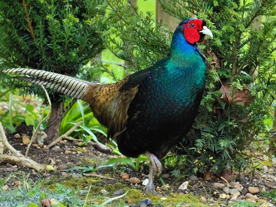 Japanese Green Pheasant
