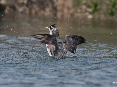 Japanese Murrelet