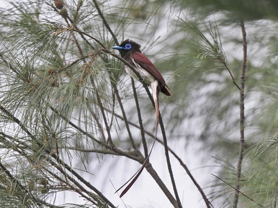 Japanese Paradise Flycatcher