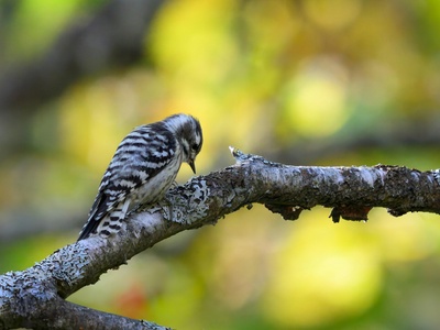 Japanese Pygmy Woodpecker