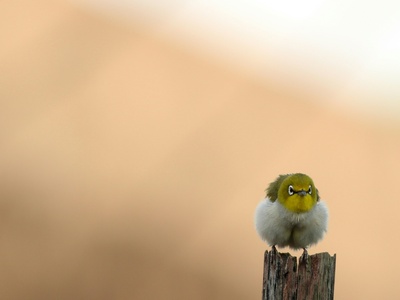 Japanese White-eye
