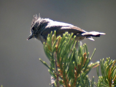 Juniper Titmouse