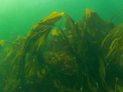 Kelp meal