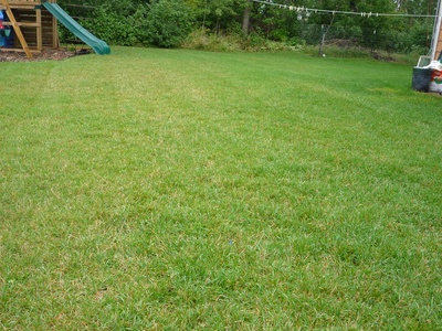 Kentucky bluegrass