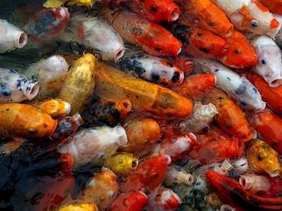 Koi (ornamental carp)