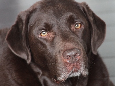 Labrador Retriever (dog breed)