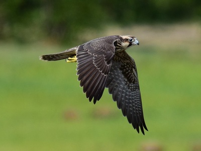 Lanner Falcon