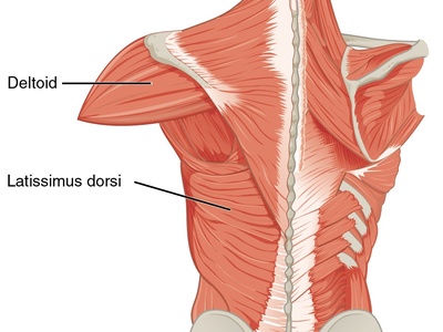 Latissimus dorsi