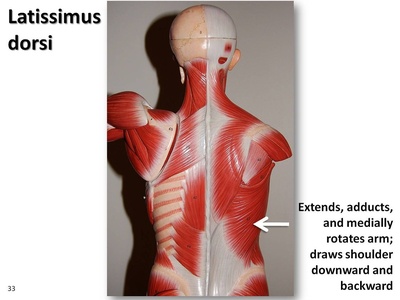 Latissimus dorsi