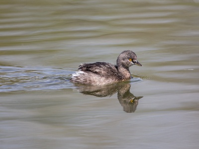 Least Grebe