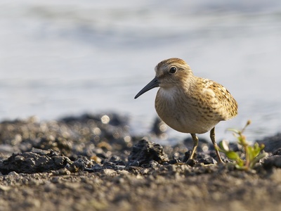 Least Sandpiper