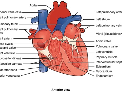 Left pulmonary artery