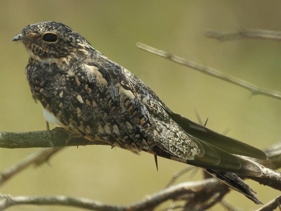 Lesser Nighthawk