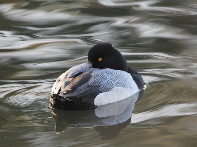 Lesser Scaup