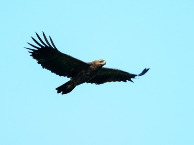 Lesser spotted eagle