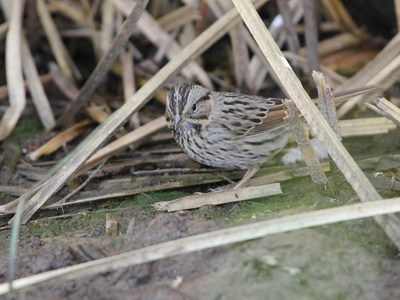 Lincoln's Sparrow