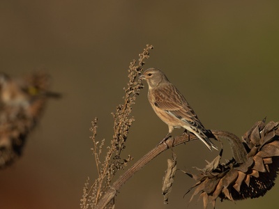 Linnet