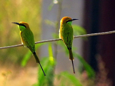 Little bee-eater