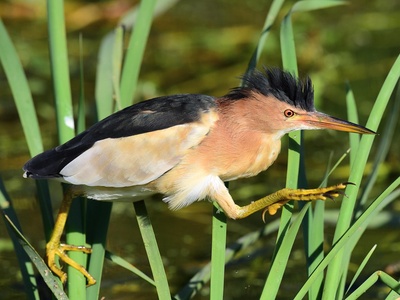 Little bittern