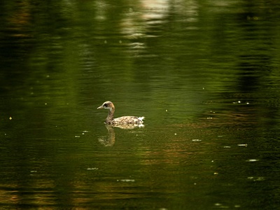 Little Grebe