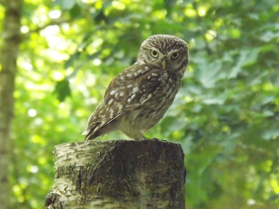 Little owl