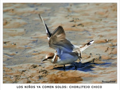 Little ringed plover